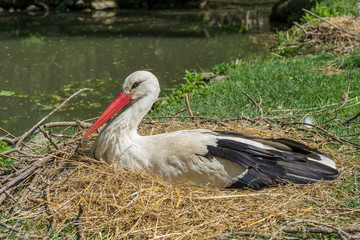 Klapperstorch im Nest bei einem Fluss beim brüten der Vogeleier