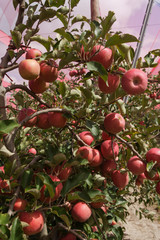 apple orchards 
