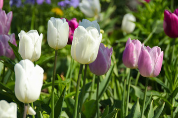 Violet and white tulips in the sun
