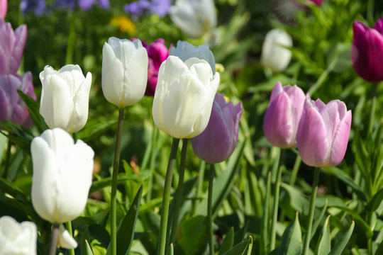 Violet and white tulips in the sun