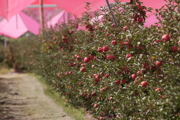 apple orchards 