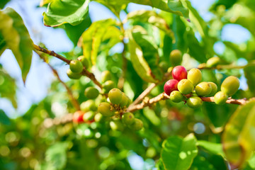 Harvesting coffee plants on Gran Canary Island / The only european coffee plantation in the valley of 