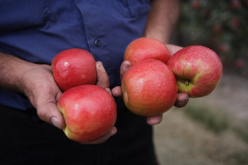 apple farmer holding pink lady apples