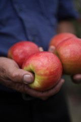 apple farmer holding pink lady apples