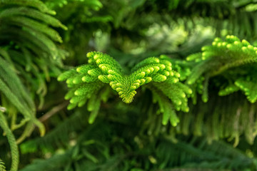 green leaf with water drops