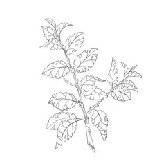 A branch of a tree with leaves. Black and white drawing on a white background. Vector illustration.