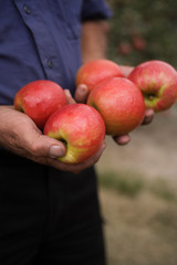 An apple farmer proudly displaying his freshly picked red apples in his hands
