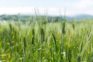 field of wheat