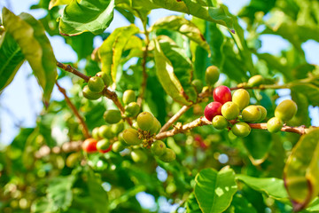 Harvesting coffee plants on Gran Canary Island / The only european coffee plantation in the valley of 