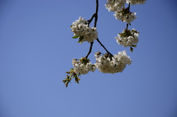frühling