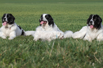 Three Landseer dogs sit on a meadow