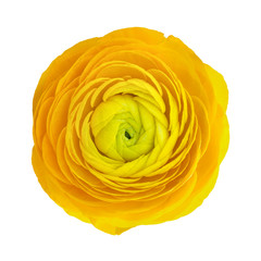 Yellow ranunculus flower head isolated on white