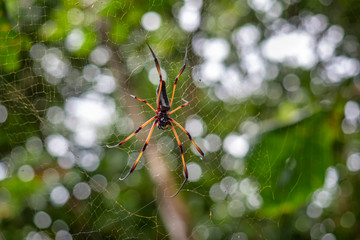 Palm Spider with spread legs sitting on web