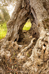 Pitted trunk of an old olive tree (Italy)