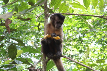 Monkey with Banana
