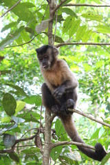 Monkey looking down and sitting in tee