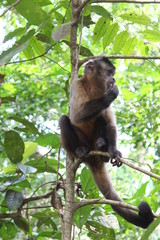 Monkey on branch