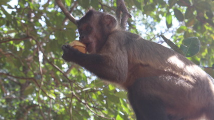 Monkey holding banana