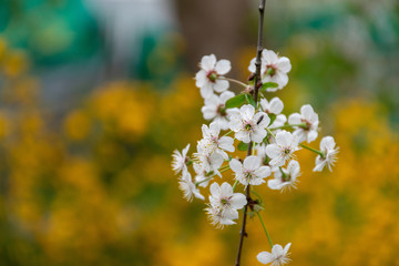 Beautiful spring white flowers in spring sunny day