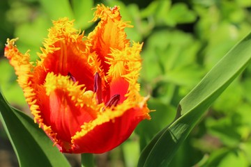 Fototapeta premium red tulip in the garden