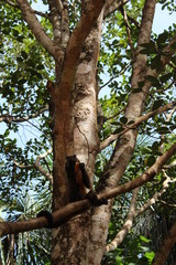 Monkey eating Banana 