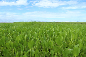 Wetland in Brazil