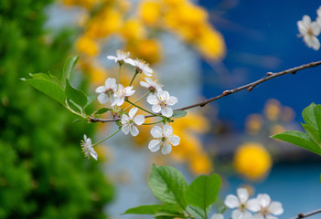 Beautiful spring white flowers in spring sunny day