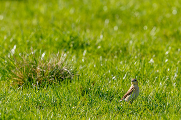 Northern wheatear sitting the grass on a meadow