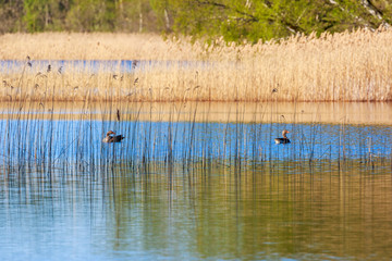 Lake with Greylag geese in the water at a reed bed