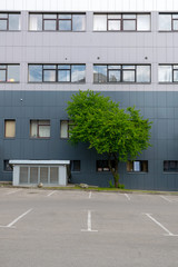 Lush green tree on the background of the building spring sunny day
