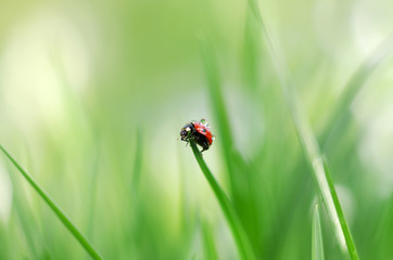 Morning dew on spring grass and little ladybug, natural background. Selective focus