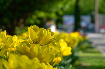 yellow tulips in spring sunny day