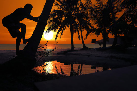 Asian man climbing the coconut trees to harvest in the morning, Red sky sunrise