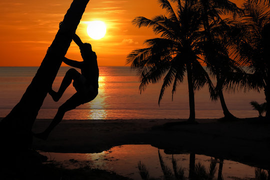 Asian man climbing the coconut trees to harvest in the morning, Red sky sunrise