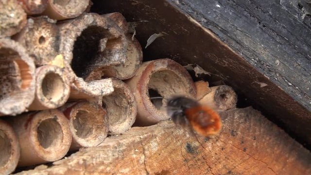 Wildbienen (Mauerbienen) am Bienenhotel