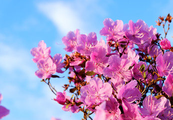 Mountain Altai. pink flowers on background of blue sky