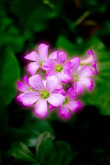 shining pink flower
