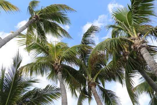 Palm trees on blue and white sky.