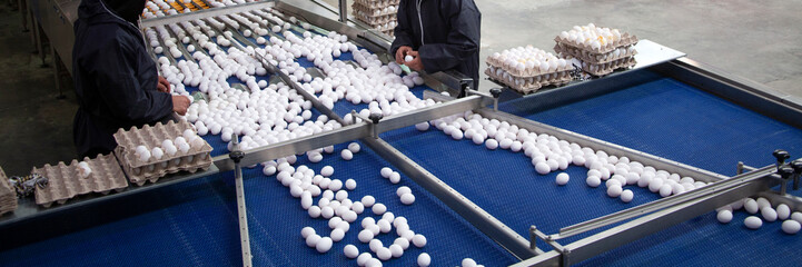 raw chicken eggs on a conveyor belt © Kybele