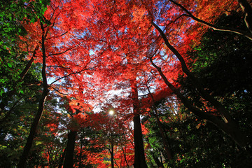 Looking up in the autumn forest