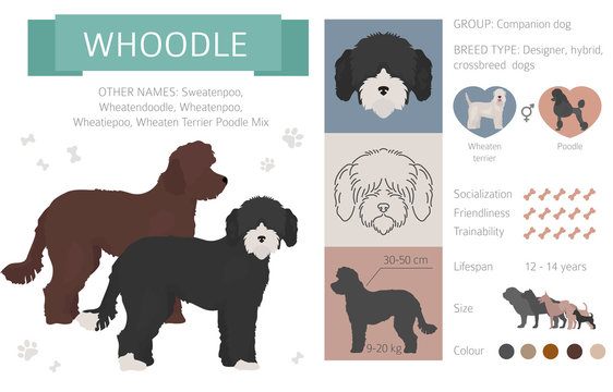 Designer dogs, crossbreed, hybrid mix pooches collection isolated on white. Flat style clipart infographic