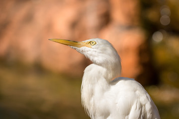 Cattle egret (Bubulcus ibis) peeks at something with interest, close up of a head and neck