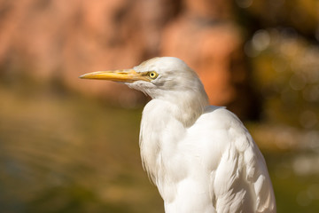 Cattle egret (Bubulcus ibis) peeks at something with interest, close up of a head and neck