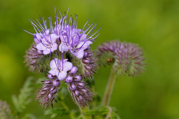 Phacelia