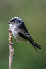 Long tailed tit (Aegithalos caudatus)