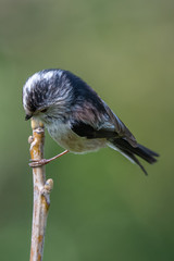 Long tailed tit (Aegithalos caudatus)