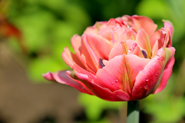 red tulip in the garden