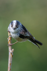 Long tailed tit (Aegithalos caudatus)