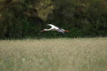 White Stork flying and standing in a field, Fuerth, Germany