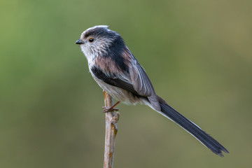 Long tailed tit (Aegithalos caudatus)